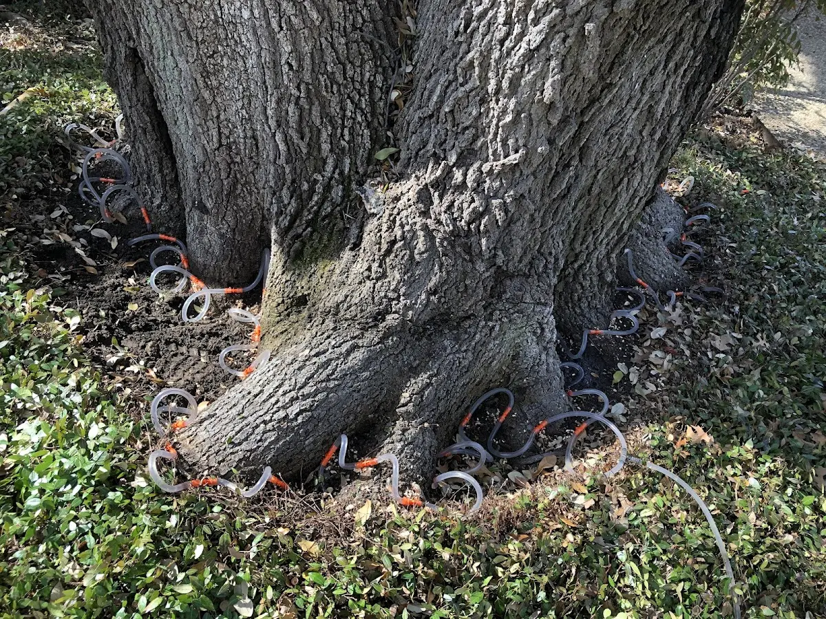 Detailed Tree Cabling and Bracing job site in Talpa