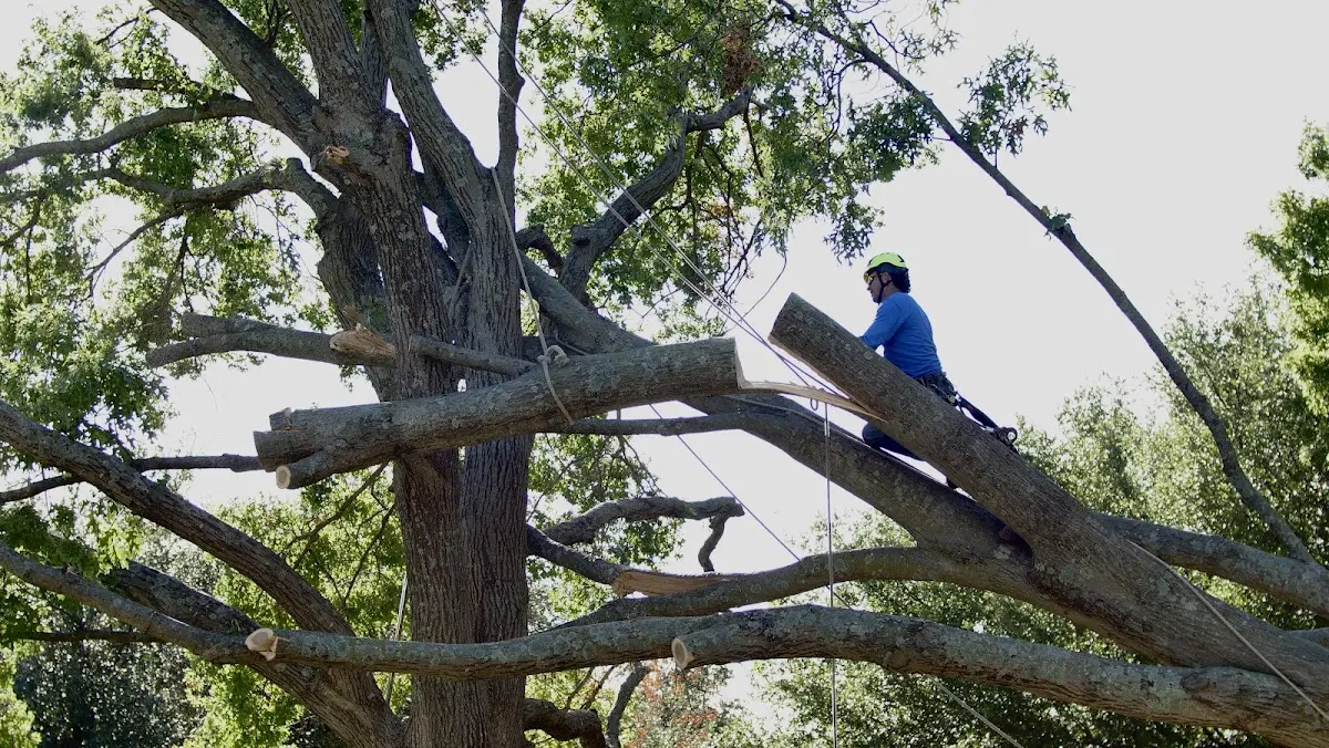 Professional Hazardous Tree Removal performed by certified arborists in Talpa